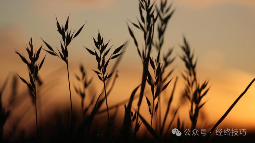 惊蛰记得要养脾！早餐把牛奶鸡蛋换成它，连喝7天，调脾顺肝气舒服过春天