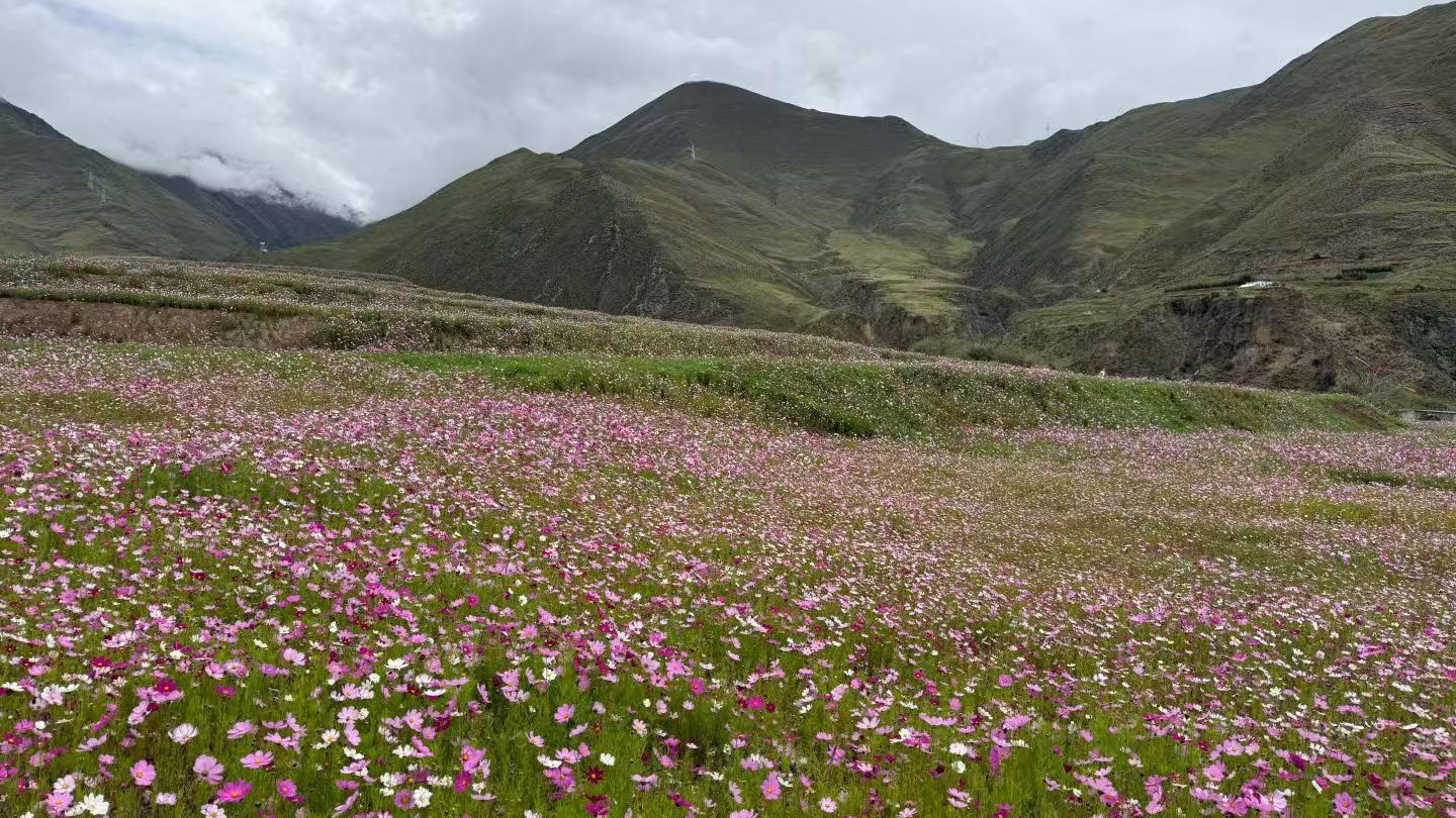 宠物WIFI/蓝牙双频喂食器韩国KC+KCC认证核心要点