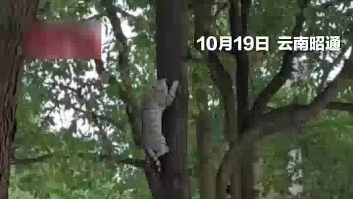 小猫爬树险些掉落，小朋友们用一件外套铺成“安全网”稳稳接住