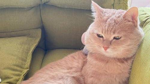 给猫取名“贼能拉”，医院护士当场愣住，本尊狂翻白眼！