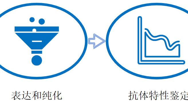 从基础研究到临床应用：定制重组 IgG 抗体的多场景价值