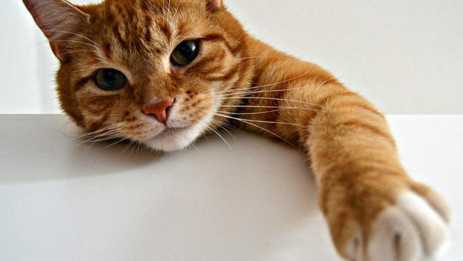 成猫粮和幼猫粮的区别是什么？测评什么猫粮好猫粮排行榜前十名