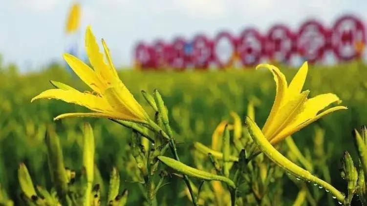 【山水·入境】忘忧花开，云州大地的金色诗行