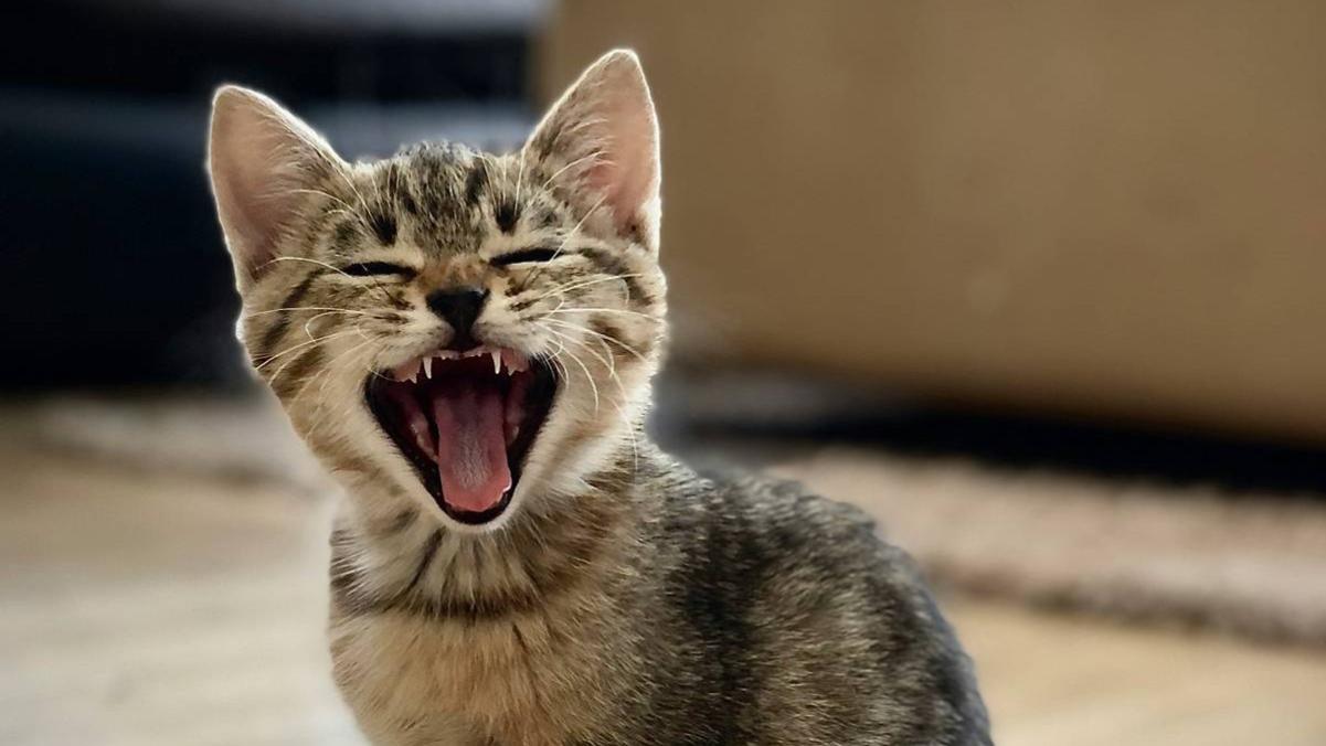 新手养猫：小猫多大可以吃猫粮？猫咪爱吃的猫粮排行榜TOP3