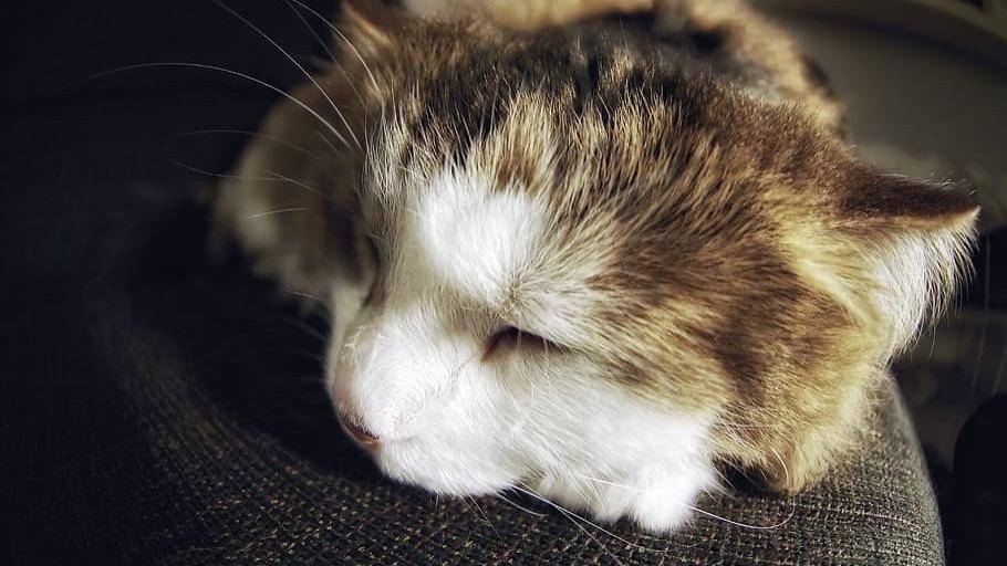 品牌猫粮有哪些值得推荐？盘点315认证的优质猫粮排行榜TOP5