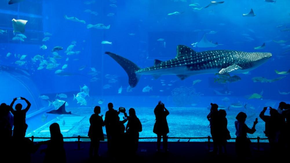 景区动物死了，为啥不敢说？