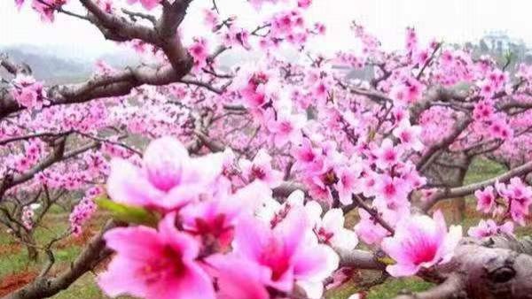 有些男人的本性，是刻在骨子里的，至死都不会改变。