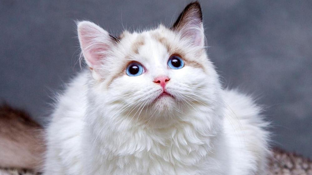 猫粮那个好？2026最好的猫粮排行榜前十名盘点，哪款最值得买？