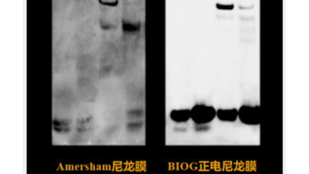 不同品牌正电尼龙膜EMSA实验性能对比