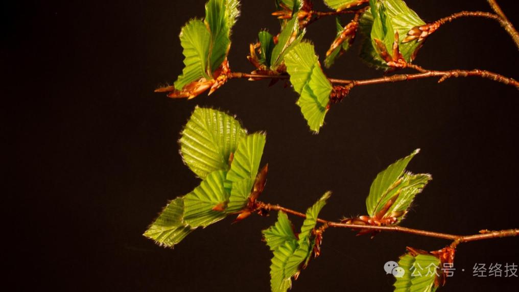 立夏到小满这15天，多做“旋肩”这个动作，把闷在胸口的那股火散一散，人就不那么烦躁了