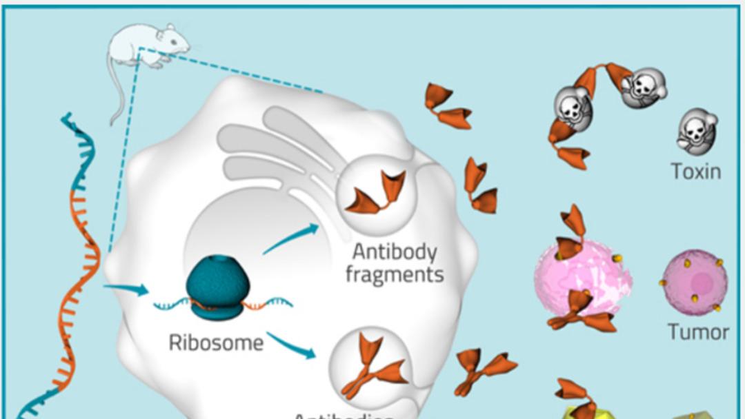 mRNA 免疫抗体制备：原理、完整流程与技术优势
