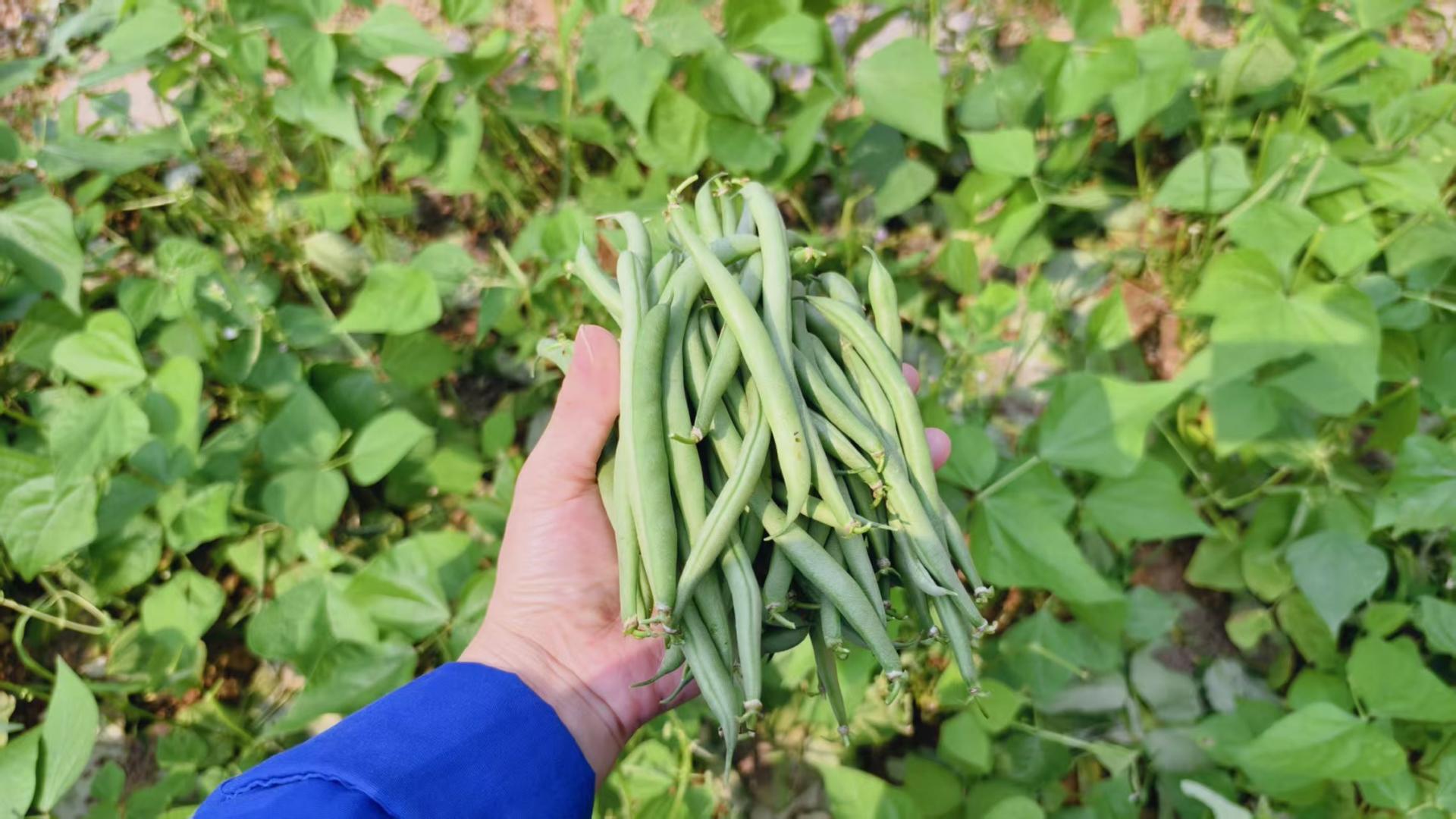 两个多月的等待，我种的四季豆终于有收成了！🥬