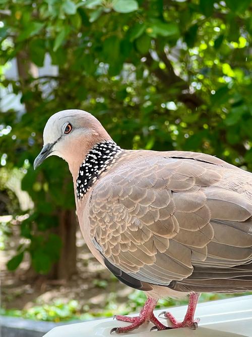 为什么城市里的斑鸠不怕人