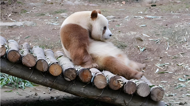 熊猫界的“黄毛”有多狠？咬坏老丈人耳朵，儿子眼神都遗传了！