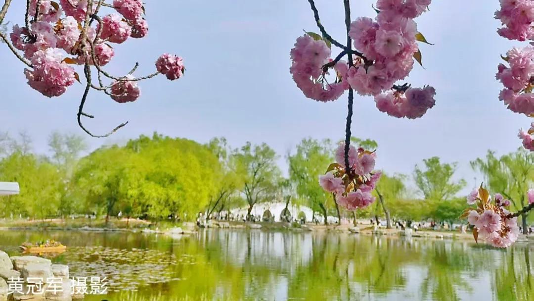 黄冠军：独步玉渊潭畔赏花（外一首）