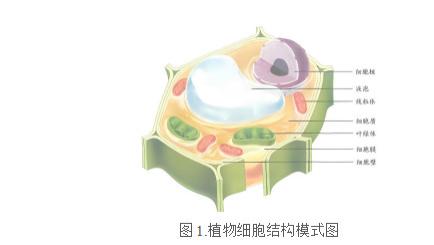 高效进行植物DNA提取的实验要点