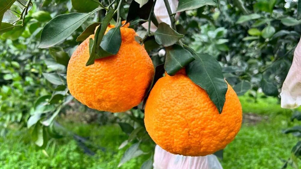 被誉为春天的“快乐水果”，一口爆汁，被严重低估