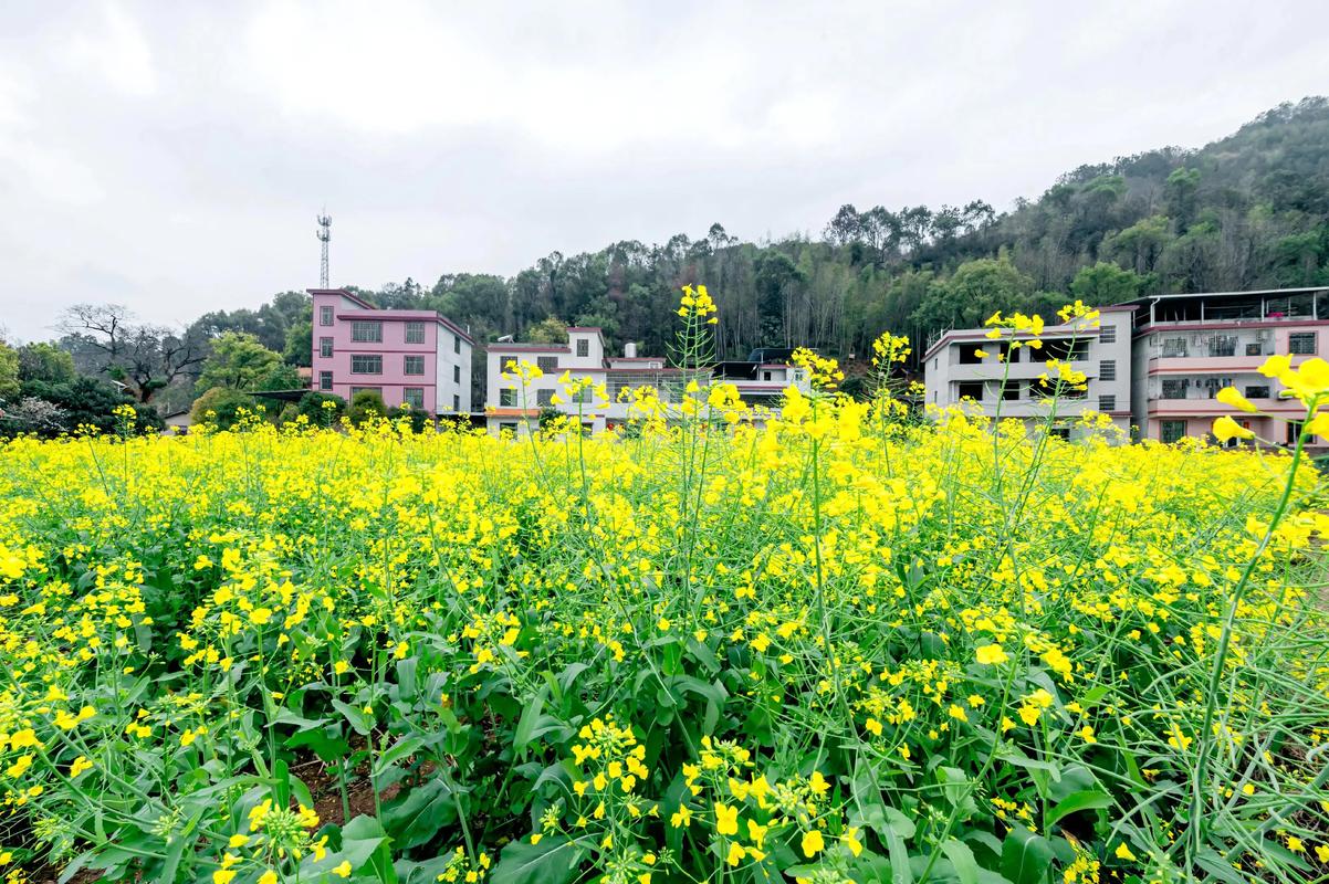 春日湖南省内游，0元游郴州解锁油菜花！