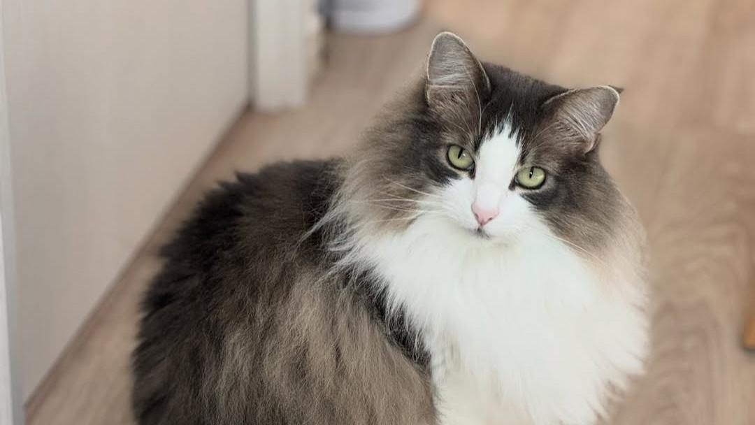 猫咪为什么总爱咬你的腿？这种情况，该怎么处理？
