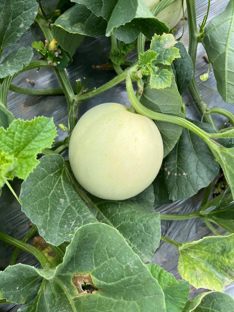 陕西阎良甜瓜🍈本地人私藏打卡攻略