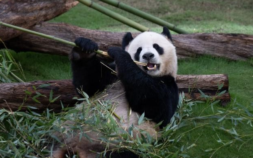 印度向中国租借熊猫，屡次被拒绝后，竟直接自己“生产”熊猫，骚操作震惊全球，不愧是阿三太牛了…