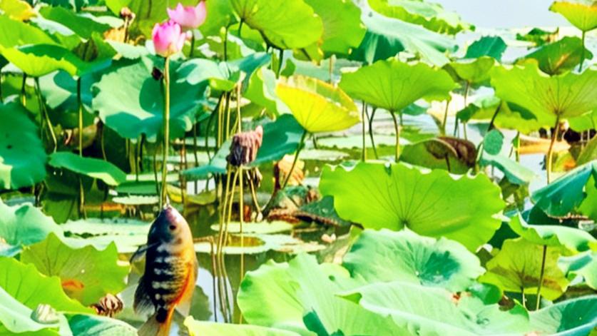 深圳洪湖公园：钓竿一扬，福寿鱼与荷花垂直同线；快门一按，鱼与花同框福从天降