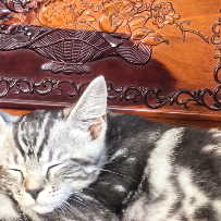 猫猫祟祟瓜子仁