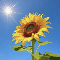 一朵向上的小葵花