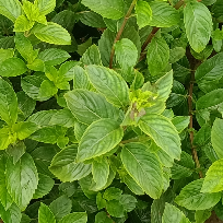 打油老李