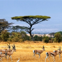 向天再借五百球球币