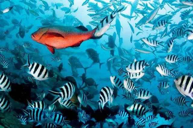 斐济|去到了斐济, 你会感觉天堂也不过如此