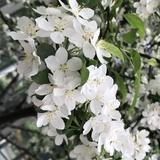 从维尼变成维尼