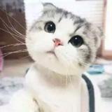 小咴灰