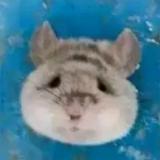 look我头像霸气侧漏