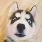 我才是查无此人