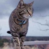 猫牌铅笔  Li Yiran  