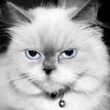 失去、的可以~从来吗