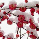 雪中一枝梅