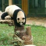 彩虹宝宝