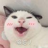 猫橙密语。