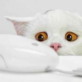总有刁民想害朕
