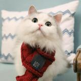 小熊猫糯米团子