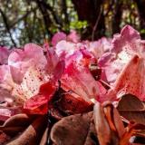 春暖花开