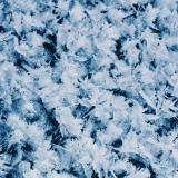 心中花谢，梦里花开