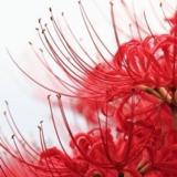血染曼珠彼岸花