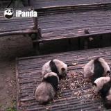 瑾眠
