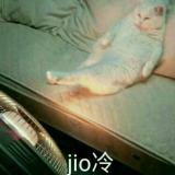 猫猫猫