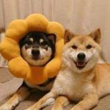 给我来两斤橘子