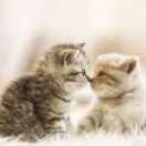 张家的洁儿6478539647