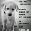 锅客